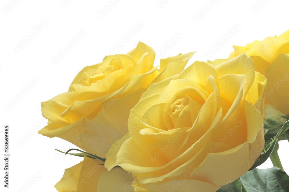 Fototapeta premium Bright cheerful yellow roses