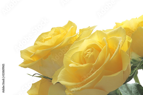 Bright cheerful yellow roses