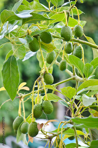 Avocado plant