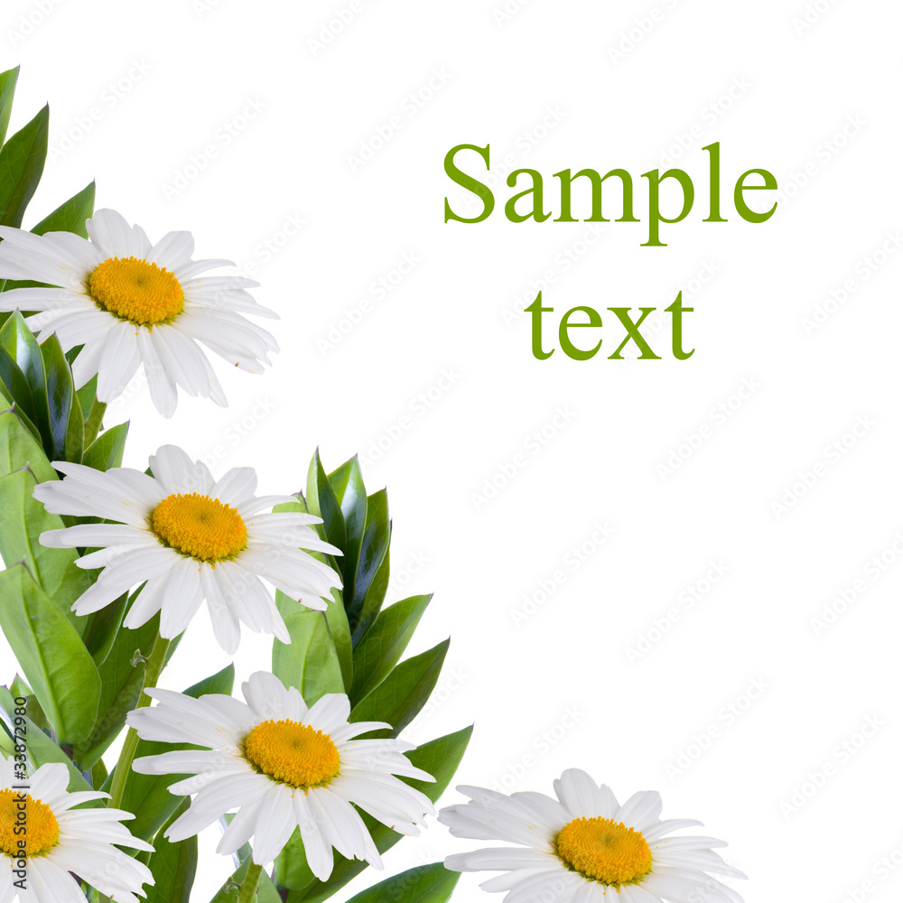 Beautiful flowes Beautiful flowes