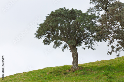 tamarin des hauts, acacia, acacia heterophylla