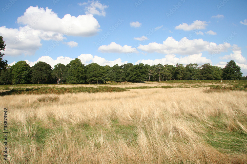 Landscape of Richmond Park
