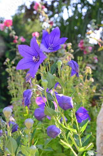 Blaue Glockenblumen