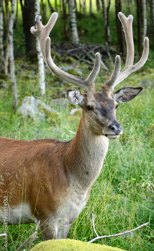 Vertical portrait of wild dear