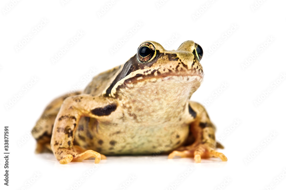 Fototapeta premium frog