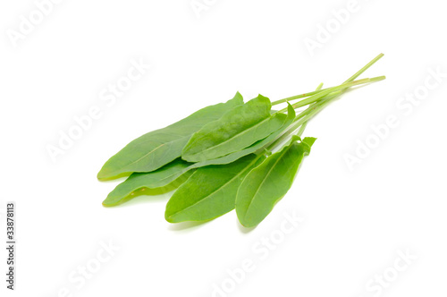 Green Sorrel Leaves Isolated on White Background