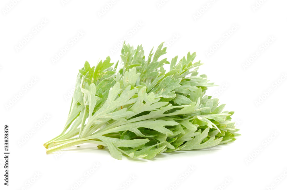 Wormwood Isolated on White Background Wormwood Isolated on White Background