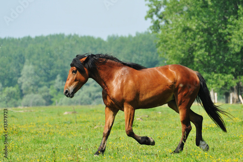 horses on pasture