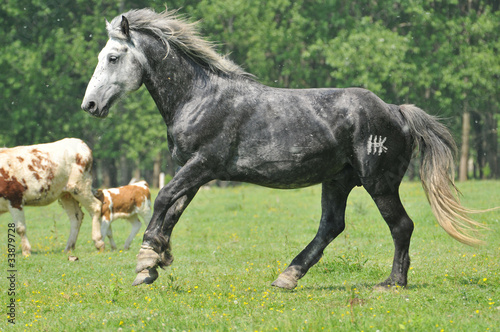 horses on pasture