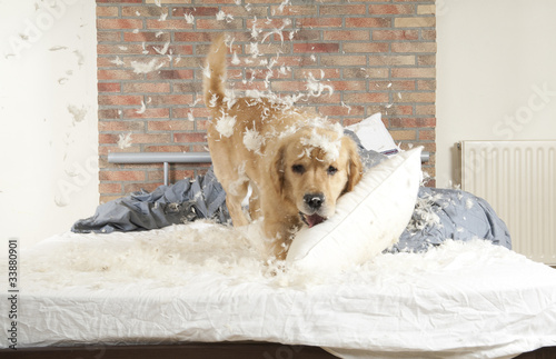 Dog demolishes pillow