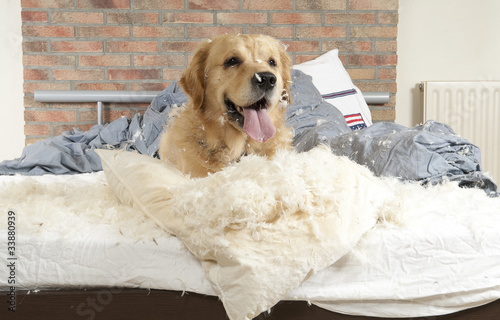 Dog demolishes pillow