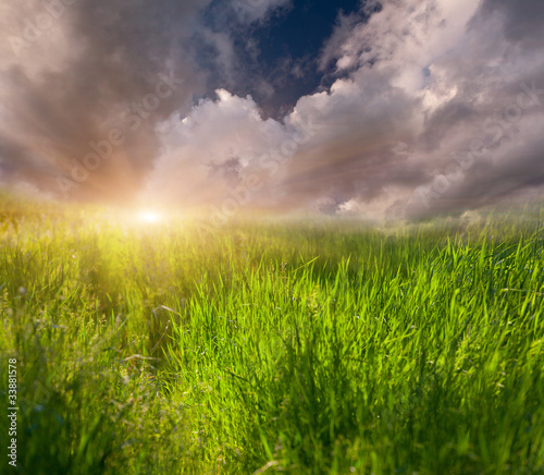 Background of grass and sky. Sunrise