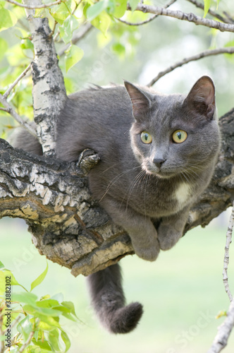curious cat on a tree