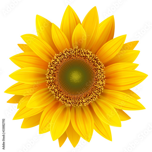 Fototapeta Naklejka Na Ścianę i Meble -  Sunflower isolated, vector.
