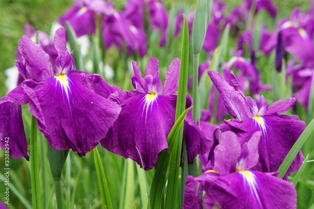 紫色の花菖蒲