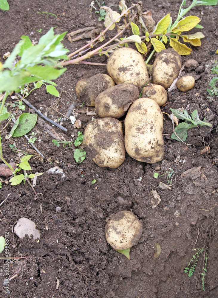 fresh potatoes fresh potatoes