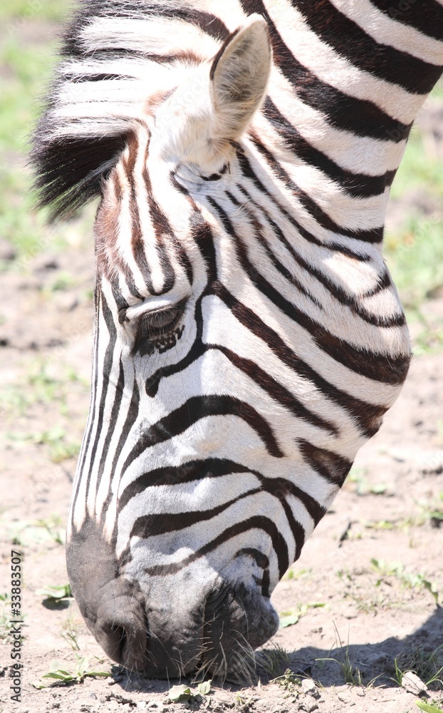 Fototapeta premium tete de zebre