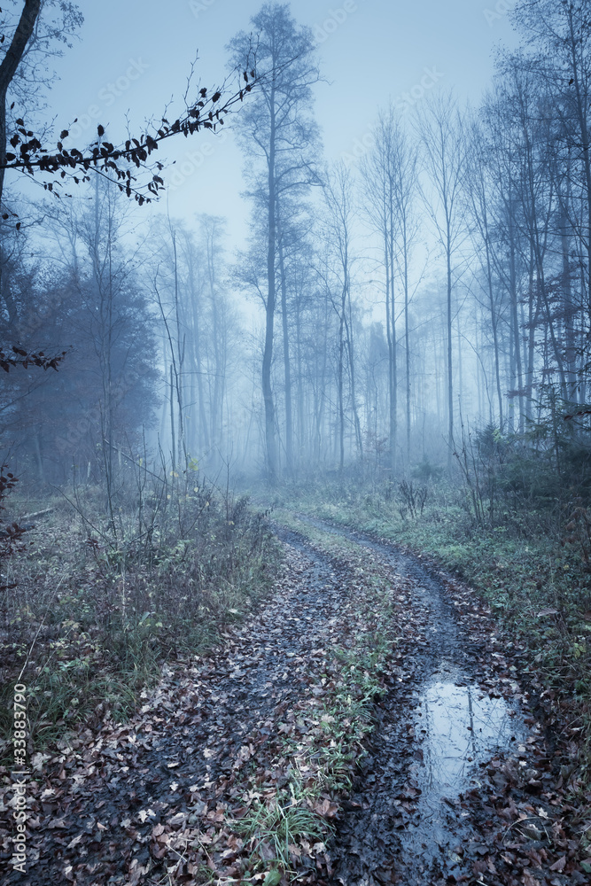 Obraz premium autumn forest