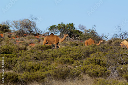 Kamel im Outback