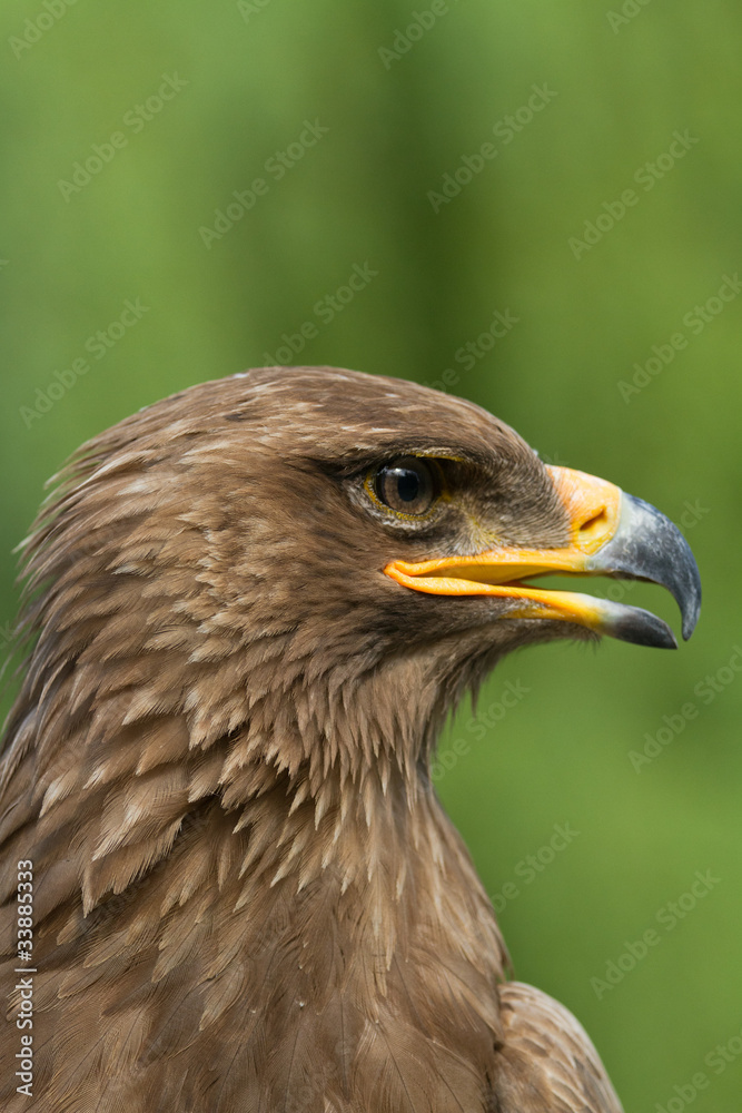An Eagle Portrait