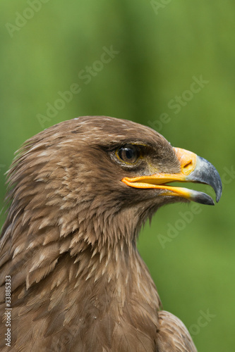 An Eagle Portrait