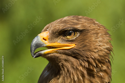 An Eagle Portrait