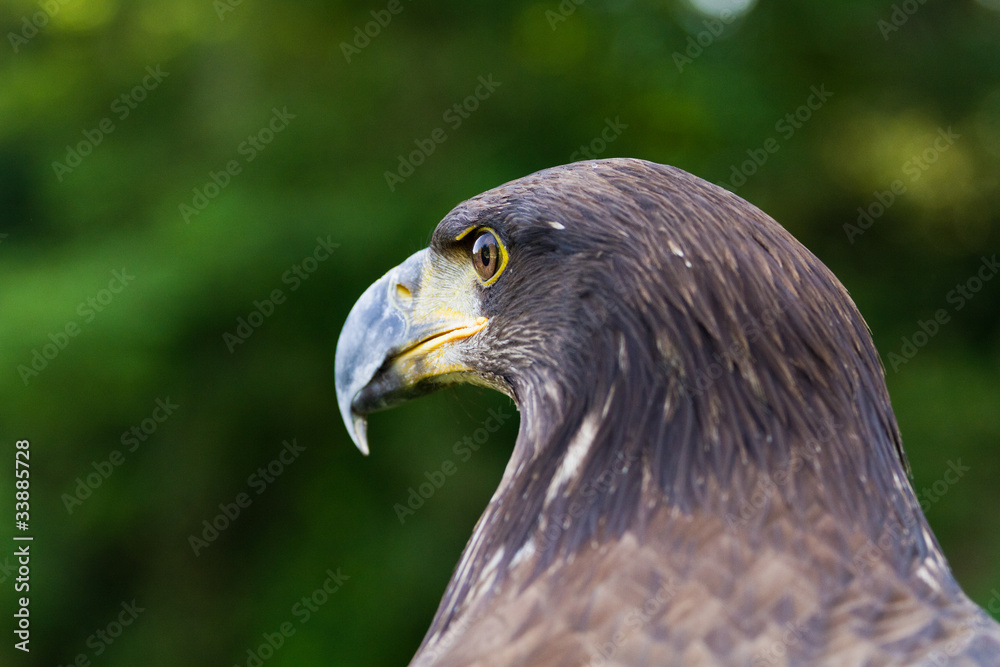 Obraz premium An Eagle Portrait