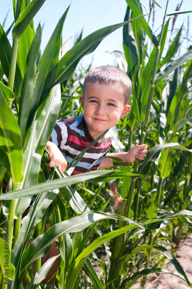 Little boy hide in corn Little boy hide in corn