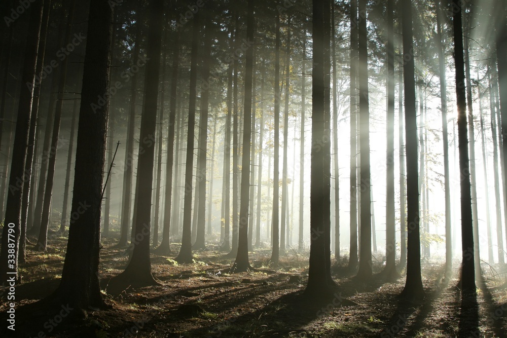 Fototapeta premium Coniferous forest lit by the morning sun on a foggy day