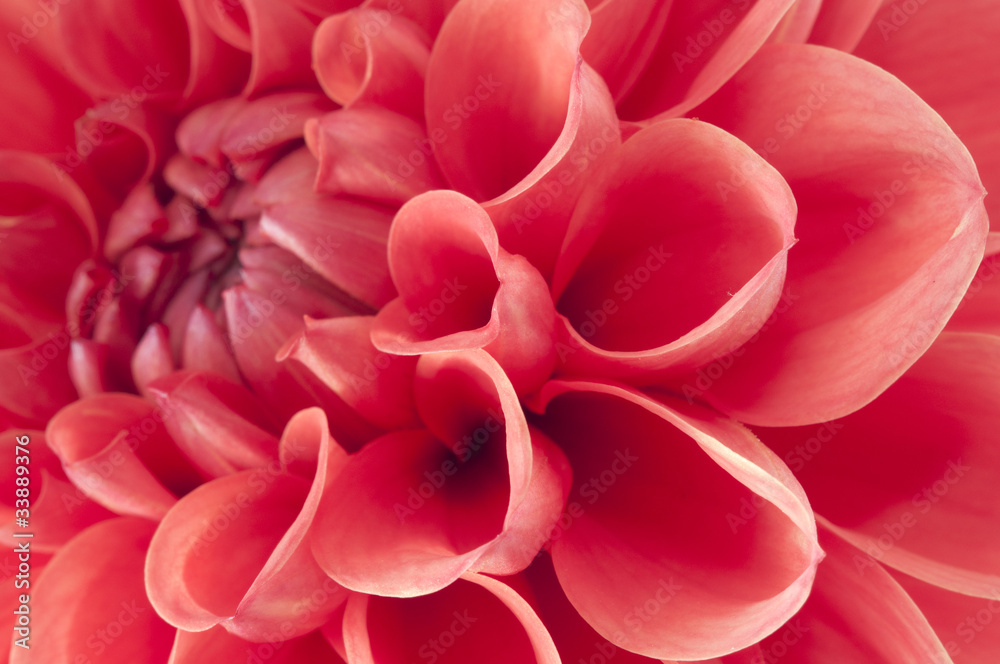 Dahlia Dahlia