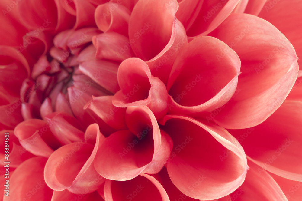 Dahlia Dahlia