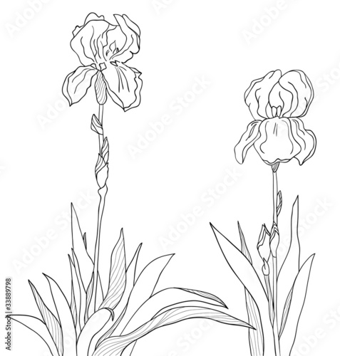 Iris