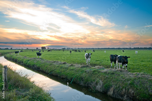Weideland mit Schwarzbunten Rindern in Ostfriesland photo