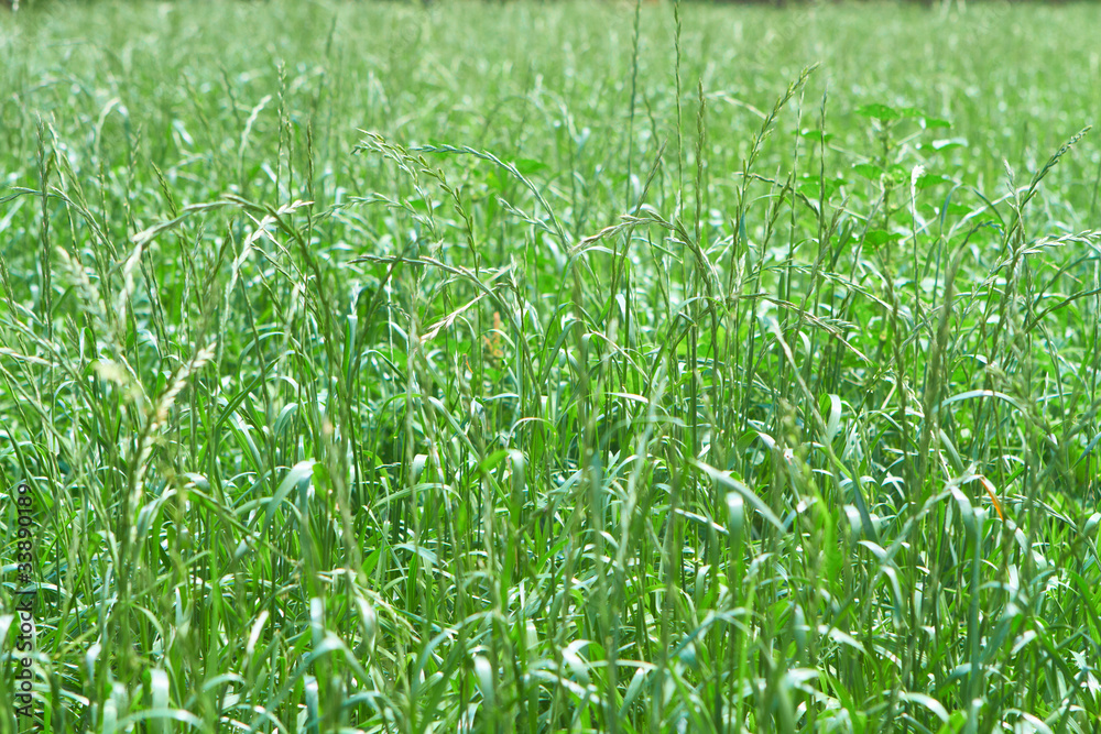 Fototapeta premium green grass