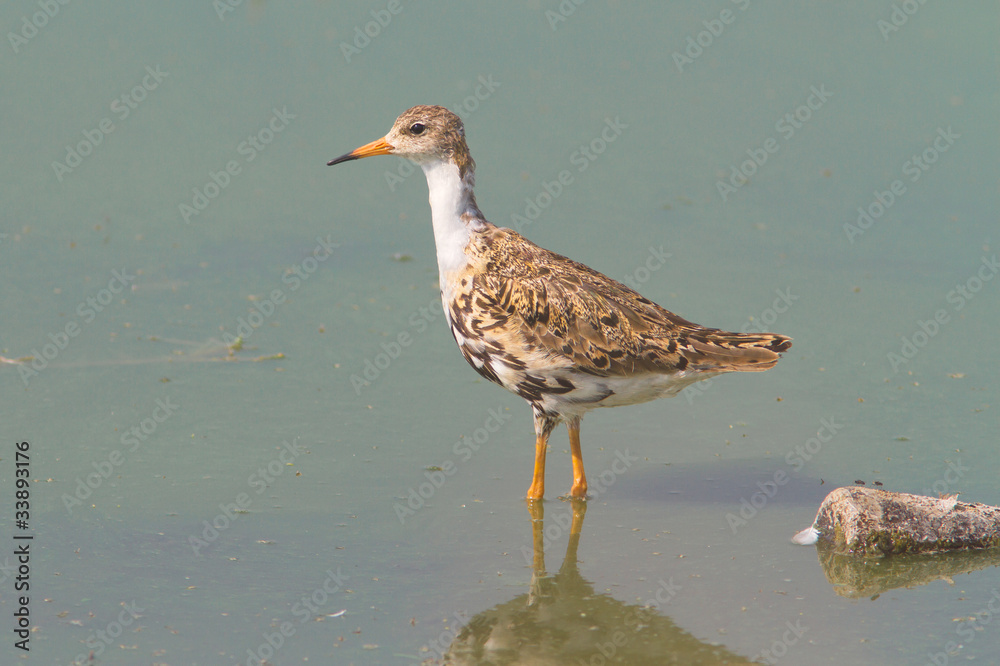 A Ruff searching for food in the shallow water of a lake A Ruff searching for food in the shallow water of a lake
