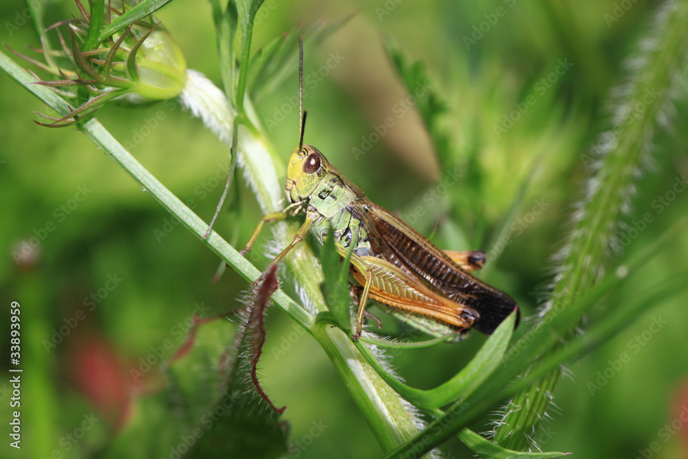 Fototapeta premium l'insecte