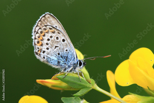 papillon bleu photo