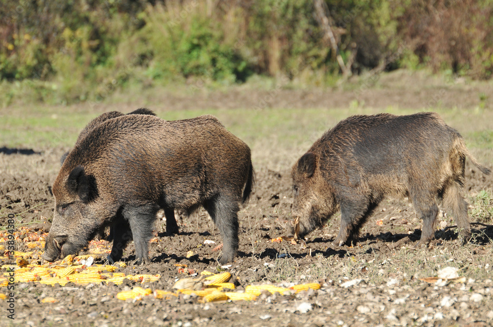 wild boar wild boar
