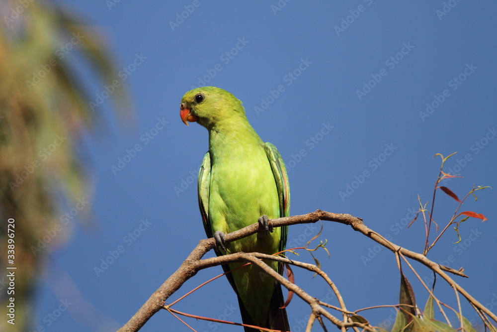 Fototapeta premium ハゴロモインコ