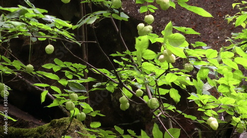 leaves of a tree against a background of rocks