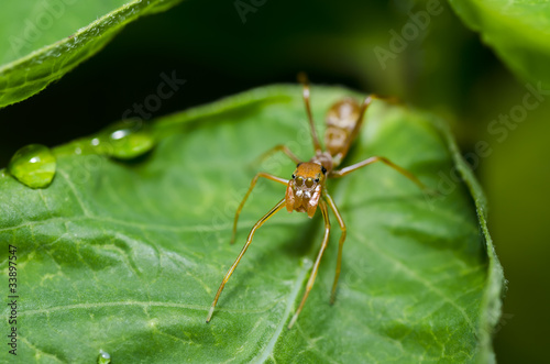 spider ant on green leaf © sweetcrisis