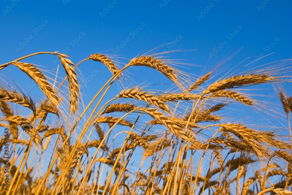 golden wheat ears on a morning sky background golden wheat ears on a morning sky background
