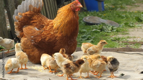 Hen and chickens