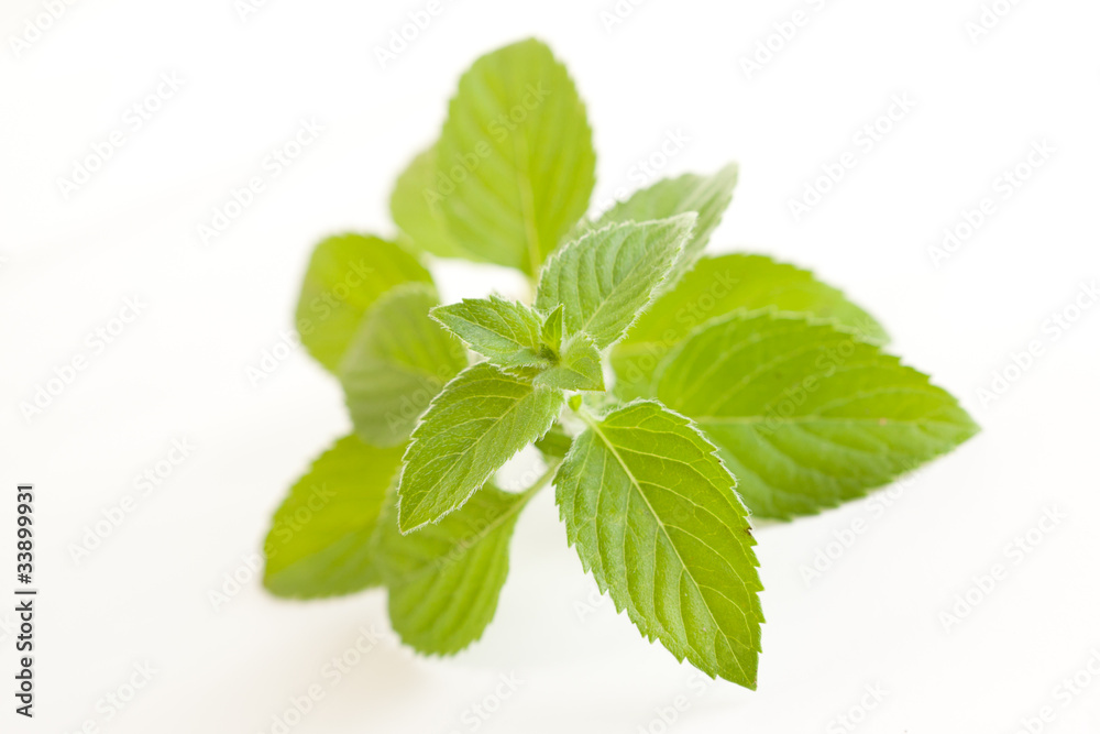 Mentha piperita Mentha piperita