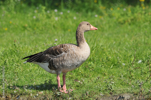 Wild Goose on the grass