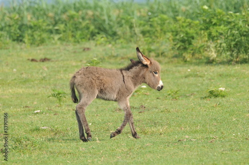 little donkey in the pasture
