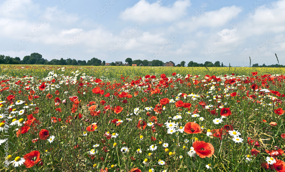 Obraz premium Sommer auf Fehmarn