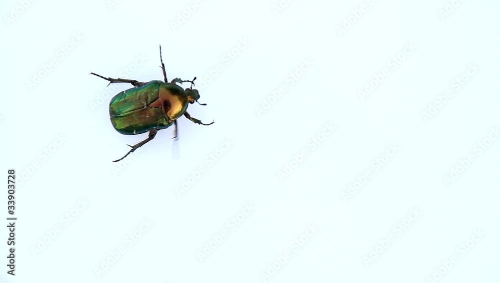 Goldglänzender Rosenkäfer (lat. Cetoniinae)