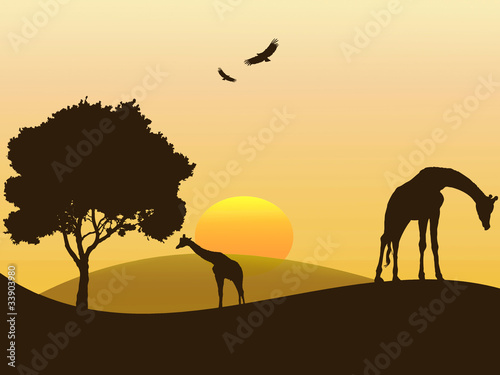 Ilustra    o - girafas a pastar na savana africana