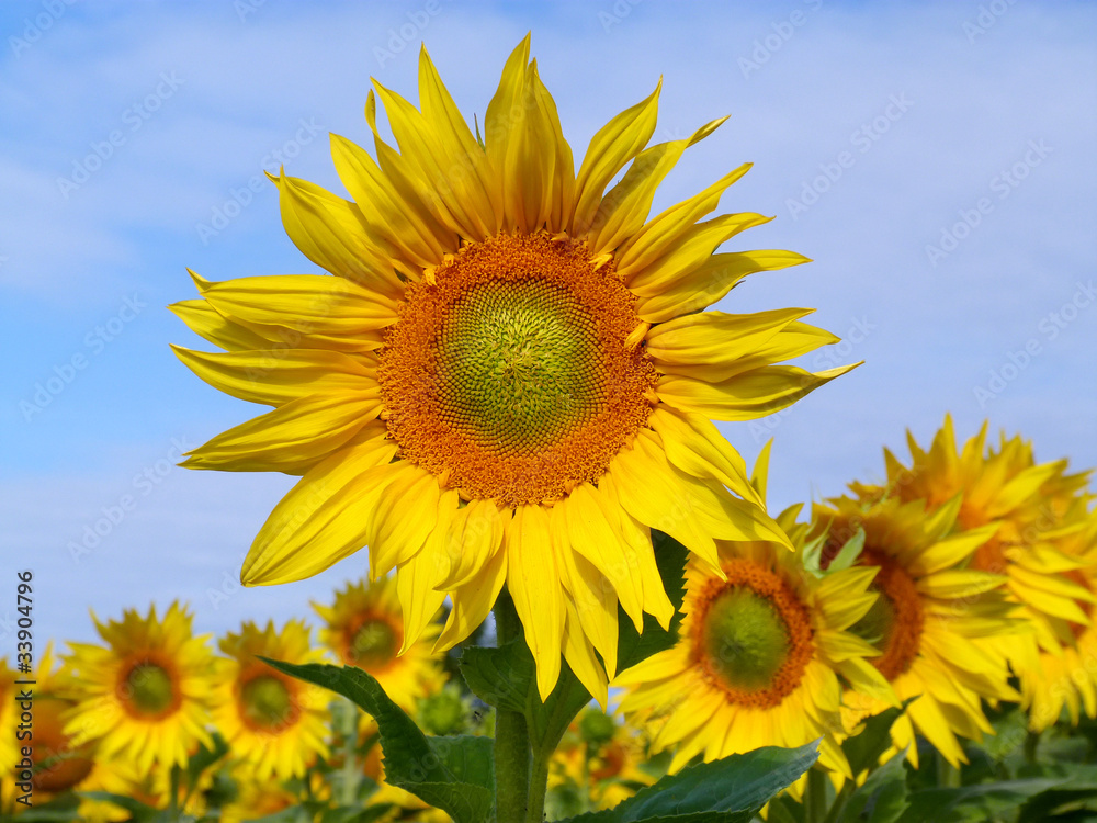 sunflower